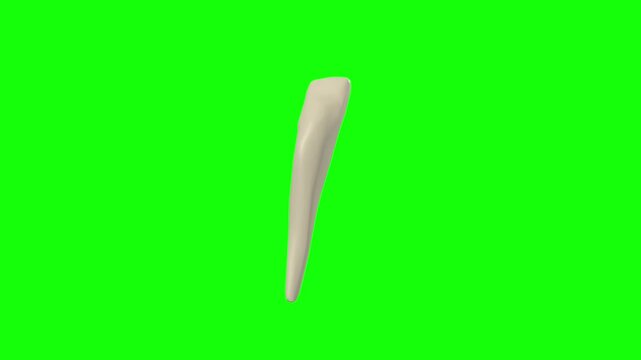 Right Lower Lateral Secondary Incisor Tooth Rotation Green Screen CC BY