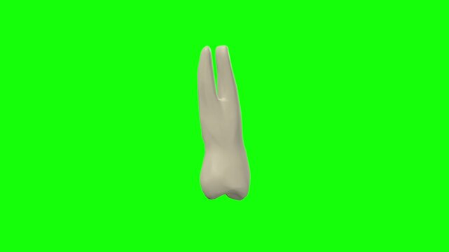 Right Upper First Secondary Premolar Tooth Rotation Green Screen CC BY