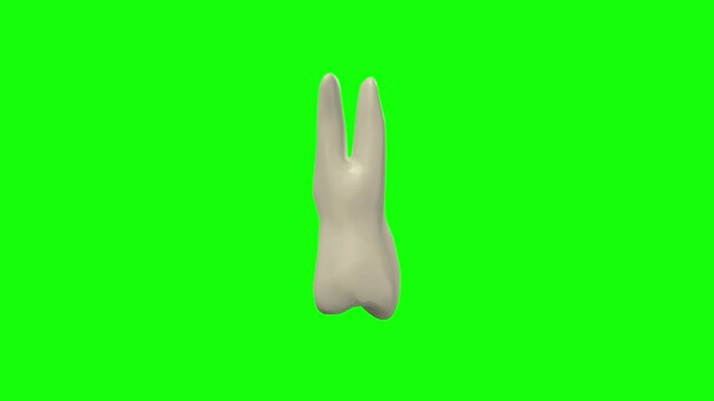 Right Upper Second Secondary Premolar Tooth Rotation Green Screen CC BY
