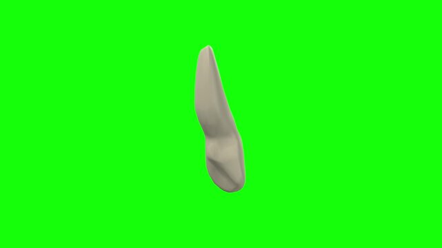Right Upper Lateral Secondary Incisor Tooth Rotation Green Screen CC BY