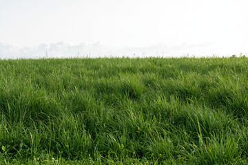 Obraz premium Fresh green meadow grass field during a sunny spring day with a close up view of a lush green