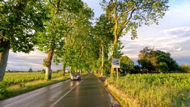 Driving Along Tree Lined Countryside Asphalt Road in Golden Hour
