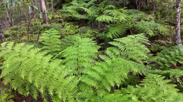 Lush Green Ferns Swaying in Forest Undergrowth