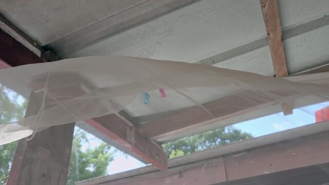 Green Praying Mantis Sitting On A Laundry Clip Window Curtains Breeze While Wind Is Blowing