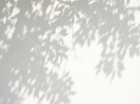 shadows of tree branches and leaves on textured wall background.