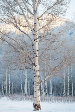 Single Aspen Tree Clear