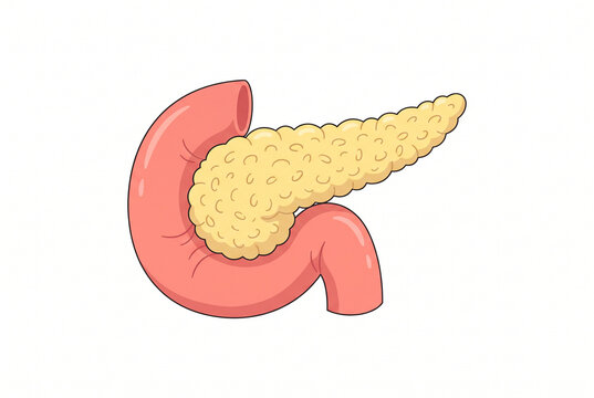 Pancreas Gland Diagram Showing Head, Body and Tail with Duodenum for Medical Education