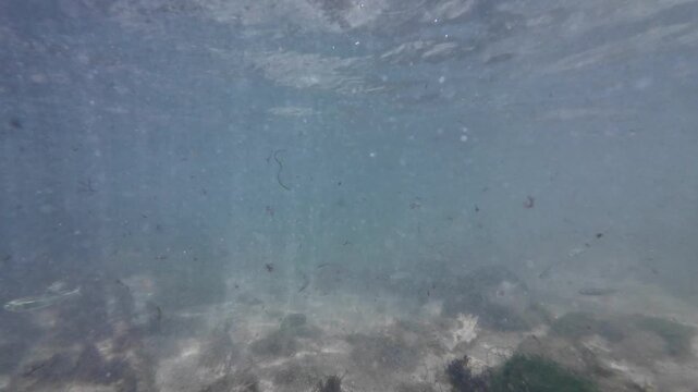 Underwater view Bonefish and Palometas fish swimming over a shallow sandy seabed in the clear Caribbean Sea