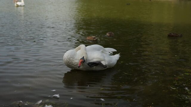 A mute swan tucks its neck back to scratch its head with its foot while floating in a green park pond. Ducks swim calmly in the background.