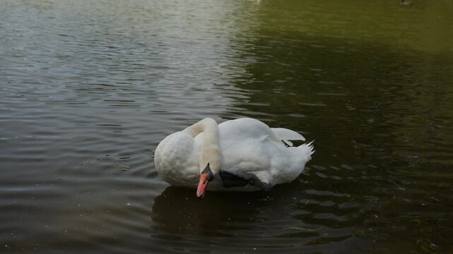 A mute swan tucks its neck back to scratch its head while floating alone in a green park pond on a calm partly sunny day.