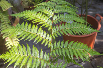 Sunlit green fern frond revealing intricate leaflets against a potted background © gicku91