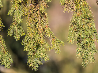 Background of green spruce branches in sunset light © Dmitrii Potashkin