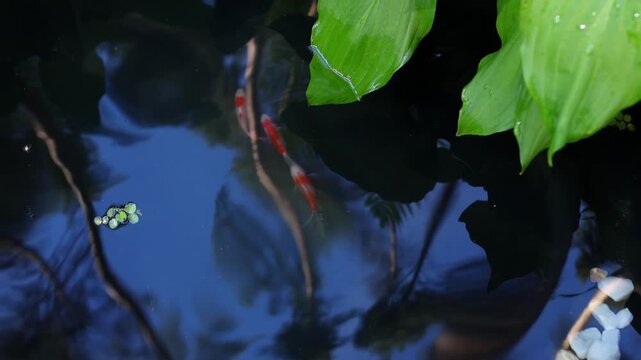 Koi fish and crucian carps swimming in dark garden pond with white stones, top view, surrounded by broad green leaves, soft reflections. Peaceful aquatic nature background for relaxation themes.