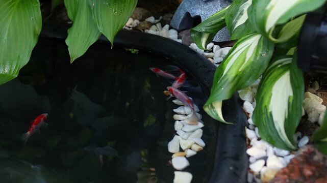 Small backyard pond with koi and crucian carps, lush hosta plants, dark reflective water and stone lantern ornament. Calm outdoor scene for garden and landscape design.