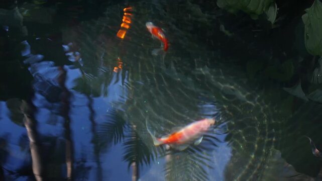 Decorative fish pond with koi and crucian carps surrounded by large green leaves. Scenic close view of aquatic life in a quiet garden environment.