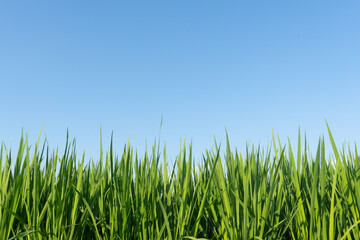 Obraz premium Neat bright green rice seedlings are at the bottom, and a pure cloudless sunny blue sky is at the top, with a simple and bright picture.