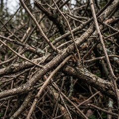 Fototapeta premium Intricate Tangle of Twigs and Branches in Nature Scene.