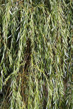 feuille de saule