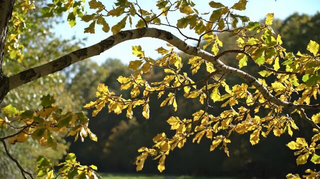 Golden yellow leaves sway from a pale arching woodland branch under clear fall sunshine, revealing crisp edges and warm seasonal texture above a softly blurred green and amber forest backdrop.