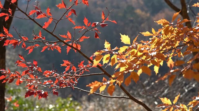 Red and orange leaves sway across diagonal woodland twigs in clear autumn light, blending vivid fall color with a muted distant hillside while a fresh breeze animates the layered seasonal canopy.