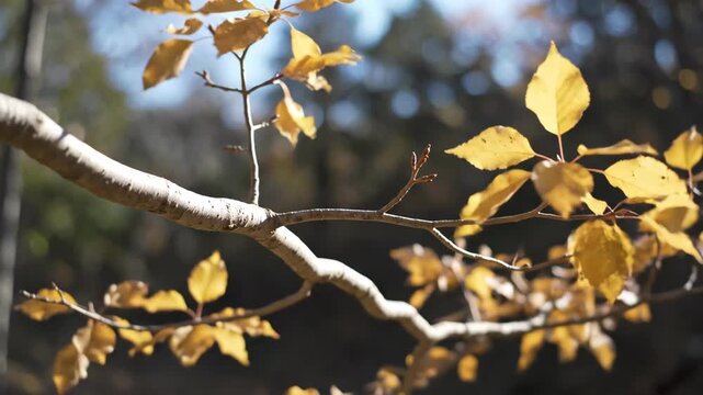 Golden yellow leaves tremble beside a pale smooth branch in bright fall sunshine, standing sharp against a softly blurred woodland as a mild breeze adds natural movement to the warm seasonal foliage.