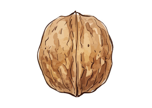 Fresh and Appetizing Walnut Illustration with Glossy Texture／シズル感のある胡桃のイラスト
