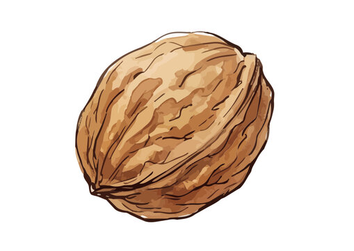 Fresh and Appetizing Walnut Illustration with Glossy Texture／シズル感のある胡桃のイラスト