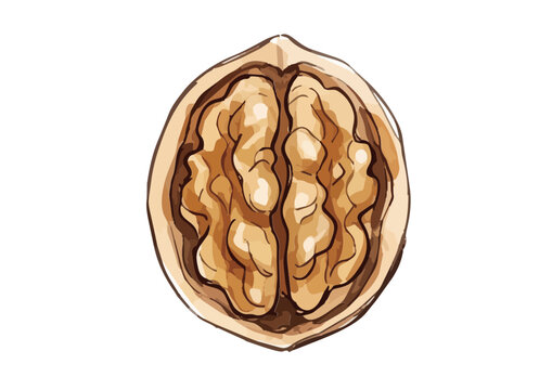 Fresh and Appetizing Walnut Illustration with Glossy Texture／シズル感のある胡桃のイラスト
