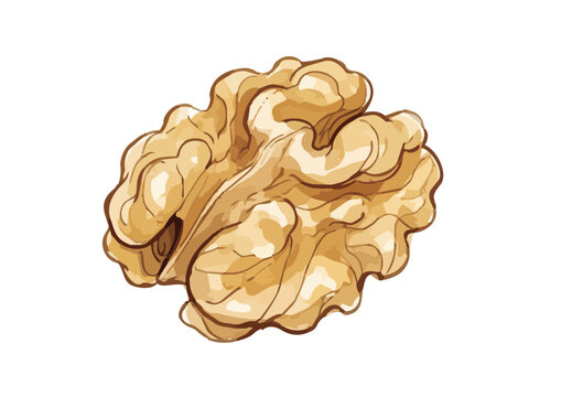 Fresh and Appetizing Walnut Illustration with Glossy Texture／シズル感のある胡桃のイラスト