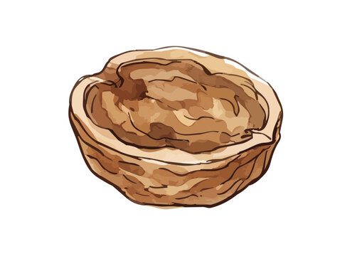 Fresh and Appetizing Walnut Illustration with Glossy Texture／シズル感のある胡桃のイラスト