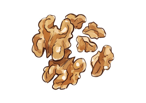 Fresh and Appetizing Walnut Illustration with Glossy Texture／シズル感のある胡桃のイラスト