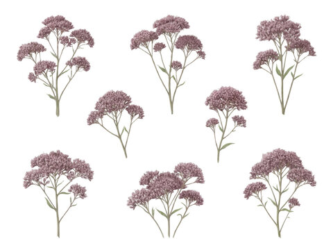 Dusty Mauve Joe-Pye Weed Floral Pattern on Soft Grey Green Background.