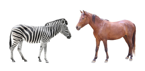 Fototapeta premium Two equidae species striped wild zebra and domestic brown horse isolated on white