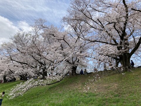 日本の小高い丘に咲く白い花をつけた桜の木々と青空