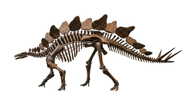 Stegosaurus dinosaur skeleton fossil isolated on transparent background