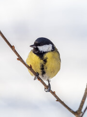 Cute bird Great tit, songbird sitting on a branch without leaves in the autumn or winter. © Dmitrii Potashkin