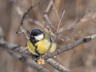 Cute bird Great tit, songbird sitting on a branch without leaves in the autumn or winter. © Dmitrii Potashkin