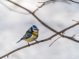 Cute bird, Eurasian blue tit, songbird sitting on a branch without leaves in the autumn or winter © Dmitrii Potashkin