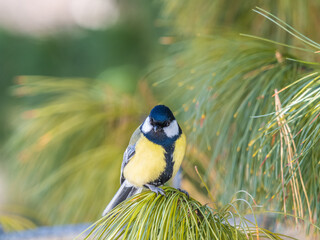 Cute bird Great tit, songbird sitting on the fir branch © Dmitrii Potashkin