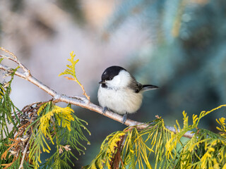 Cute bird the willow tit, song bird sitting on a branch without leaves in the winter. © Dmitrii Potashkin