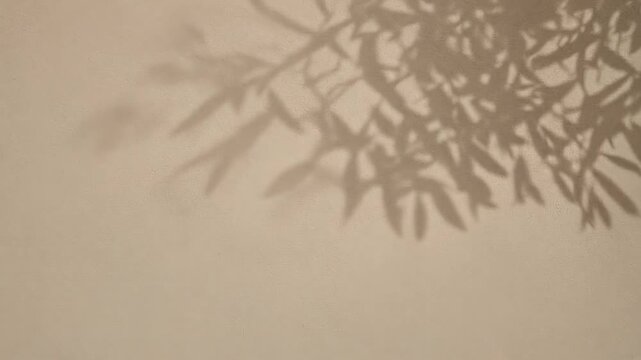 Shadows of Olive Tree Branches and Leaves on a Textured Wall