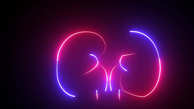 The appearance of neon symbol kidneys. Elements of Medicine in neon style icons. 4k Kidney animation by blue neon on black background. The kidney was divided into the right and left halves.hd video.
