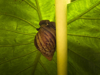Snail Climbing on Taro Leaf in Tropical Garden © Zulfatta Dwi Putra
