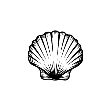 Sea seashell clam seashell design element for logo label emblem sign. Vector illustration. Ideal for marine ocean summer beach seafood and spa packaging design.