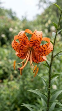 Vibrant Orange Tiger Lily Flower with Black Spots in Bloom.