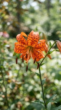 Vibrant Orange Tiger Lily Flower with Black Spots in Garden.