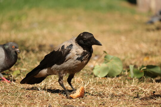 Hooded crow stepping on bread with a pigeon in a park