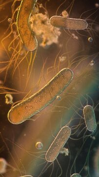 Microscopic view of several rodshaped bacteria with visible flagella suspended in a fluid medium