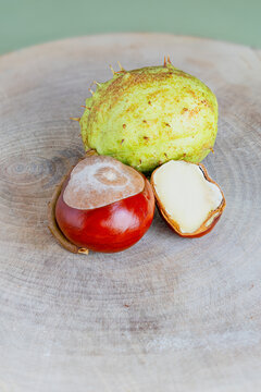 Horse chestnut fruit in macro studio photographs