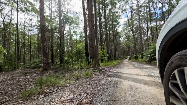 Car Driving Along Dirt Road in Australian Forest